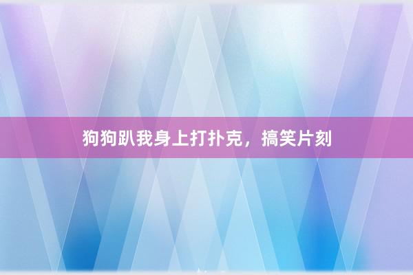 狗狗趴我身上打扑克,搞笑片刻