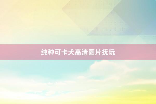 纯种可卡犬高清图片抚玩